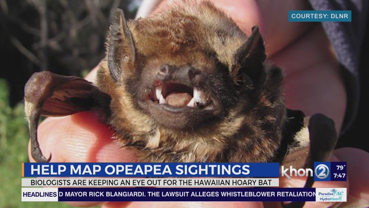 Keep an eye out for the Ope'ape'a