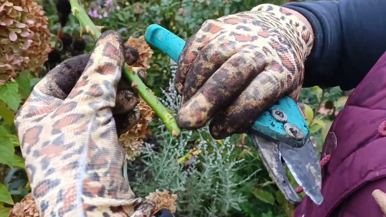 Co robię jesienią w ogrodzie - cięcie lawendy - nawożenie roślin - rozmnażanie róż