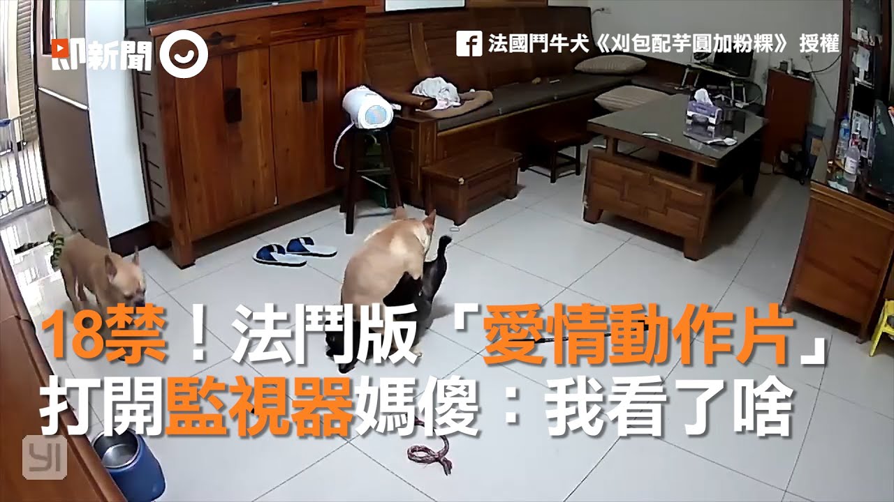 18禁！法鬥版「愛情動作片」　打開監視器媽傻：我看了啥