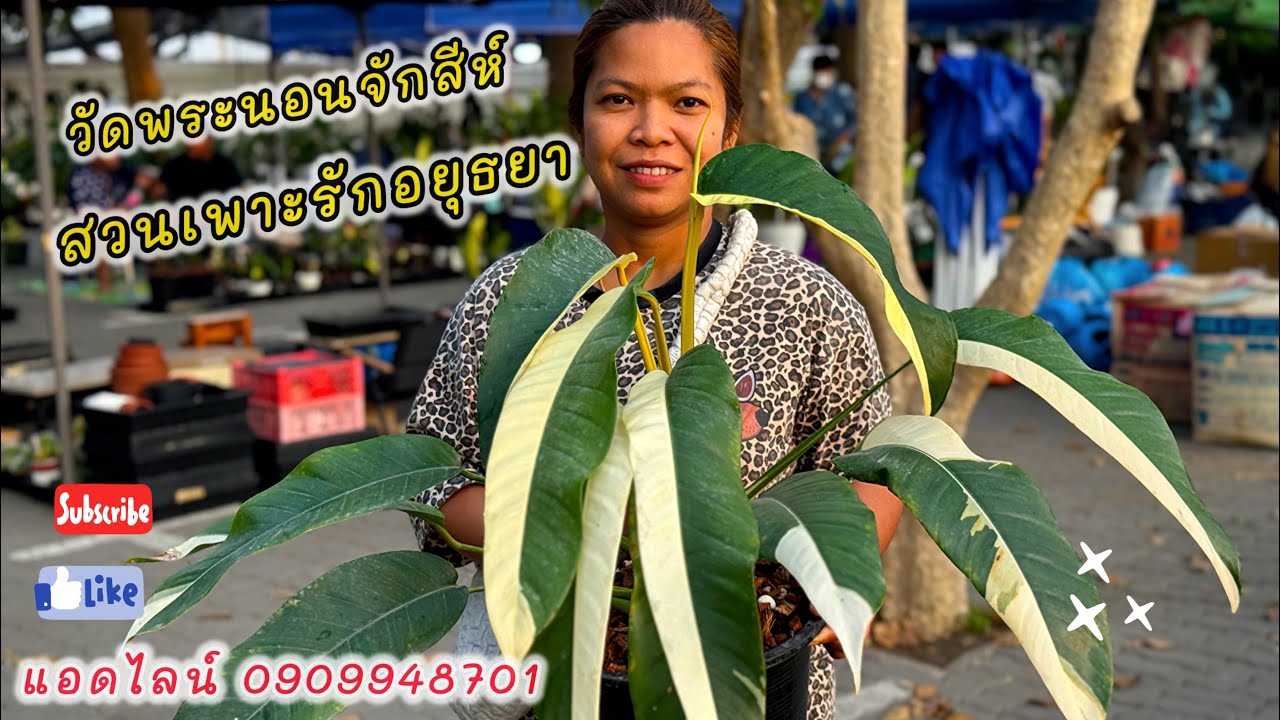 สวนเพาะรักอยุธยา วัดพระนอนจักสีห์ โทร แอดไลน์ 0909948701 #plants #plantlover #ไม้ด่าง #garden 