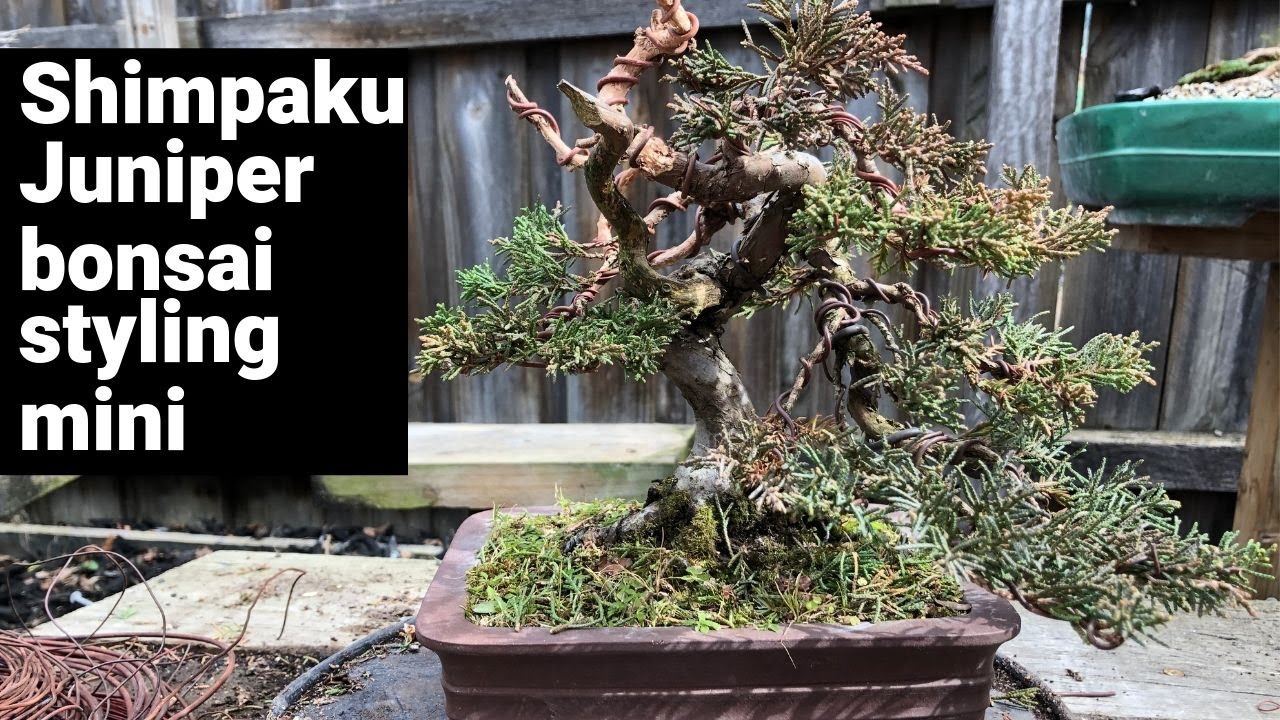 Juniper bonsai Shimpaku - how to style, wire, jin and create mini bonsai