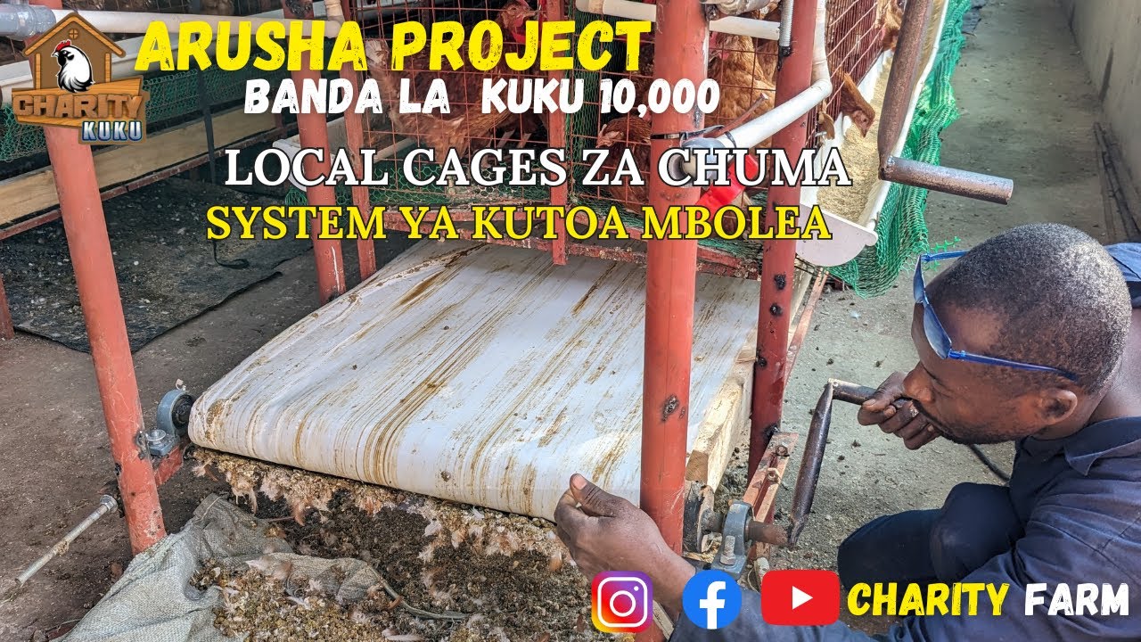 LOCAL CAGE YA CHUMA - Arusha kuku 10,000 || Cages za kisasa na mfumo wa kutoa kinyesi, FUGA KISASA.