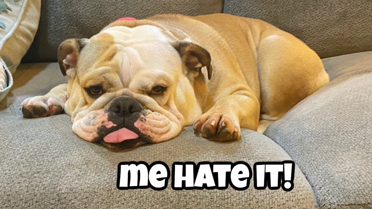CUTE DOG HATES her BED! LOLA the BULLDOG is Funny 😆