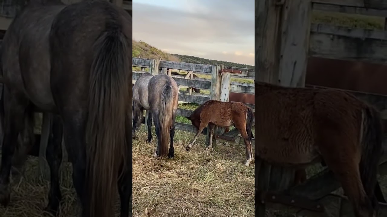 Baby wild horse with broken leg!!
