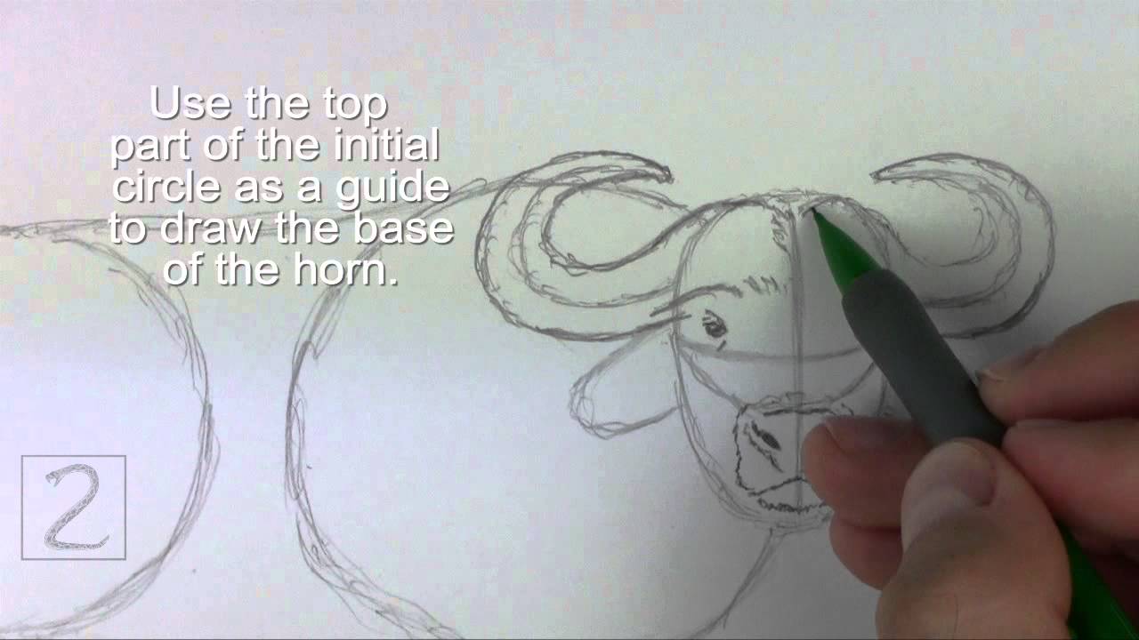 How to Draw an African Cape Buffalo