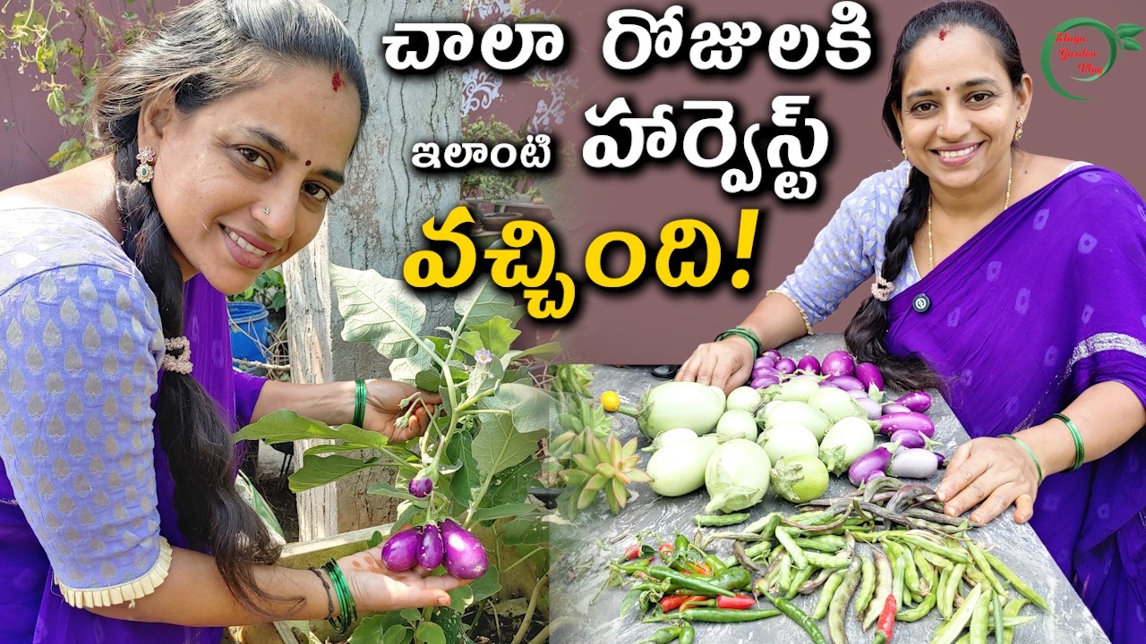 Beautiful Harvest | చాలా రోజులకి ఇలాంటి హార్వెస్ట్ వచ్చింది || TELUGU GARDEN VLOG