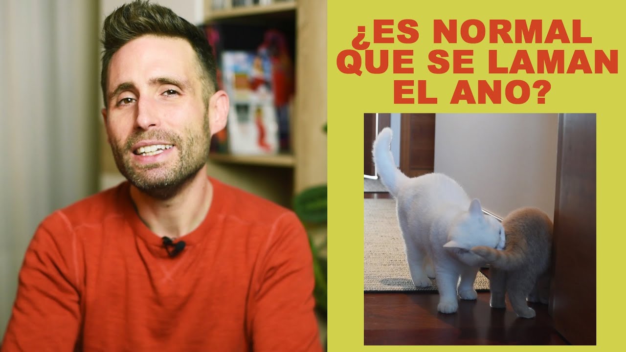 ¿Por qué mi gato lame el ano a otro gato?