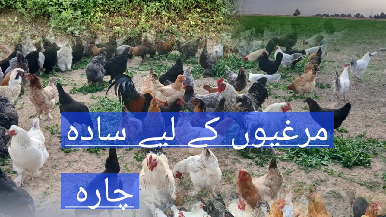مرغیاں کے لیے سادہ چارہ  تھوڑا کریں بوتا کریں اپنا کریں  اللہ پاک اپ لوگوں کو کامیاب کرے 