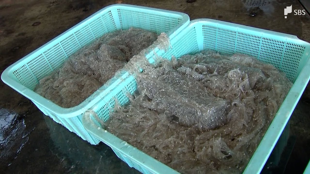 駿河湾でシラス漁解禁「うれしいですね。お酒がすすむ」客も思わず笑顔... 近年は深刻な不漁も関係者は期待込める=静岡県
