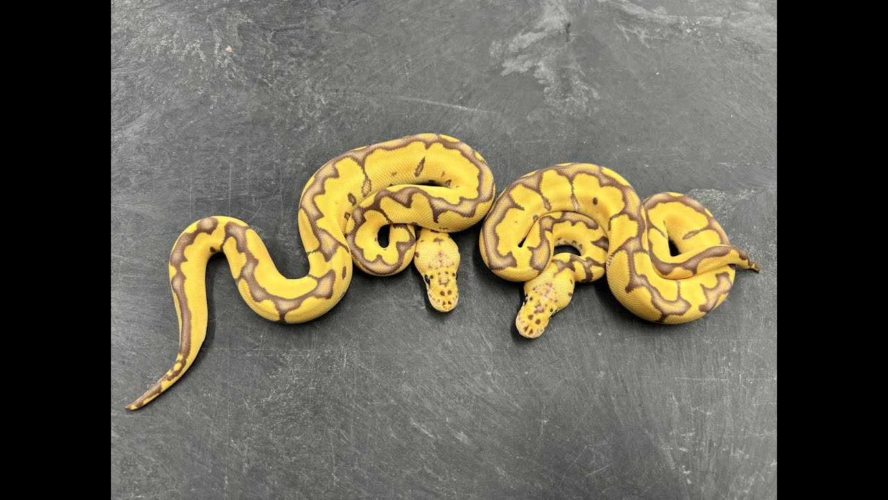 Awesome stuff hatching!  Black Pastel/Pewter Pieds, Leopard Cryptons, and Ultramel Clowns!