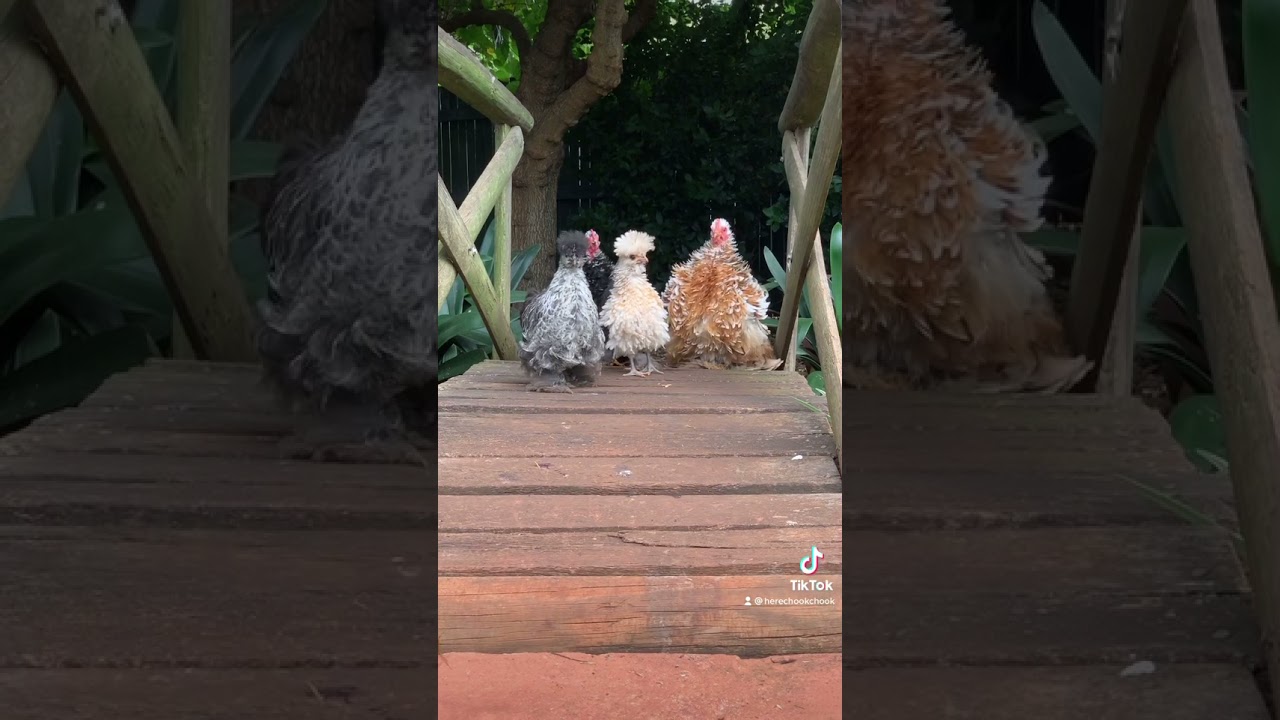 Frizzle chickens