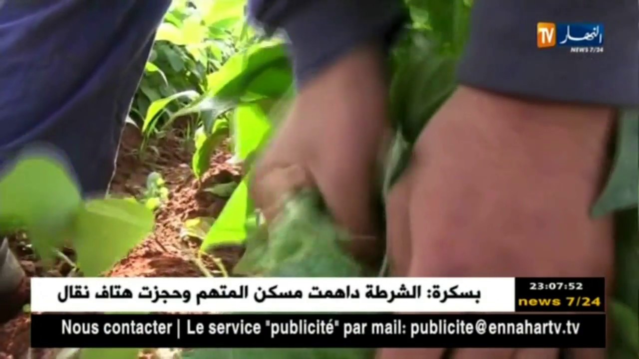 سعيدة: فلاحو أولاد إبراهيم يستنجدون بالطلبة لجني الخضر الموسمية
