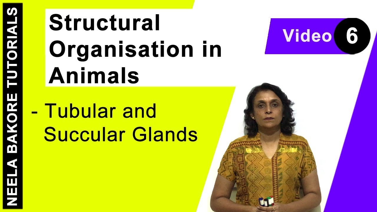 Structural Organisation in Animals | NEET | Tubular and Succular Glands | Neela Bakore Tutorials