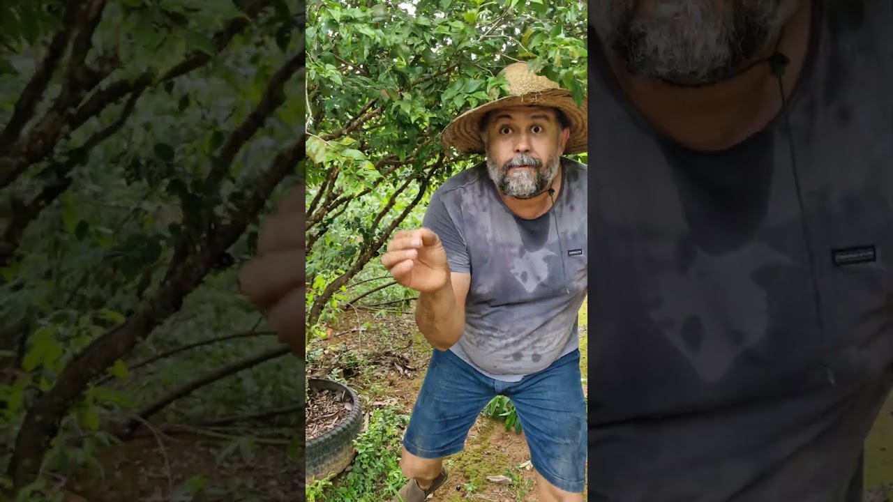 Diferen&ccedil;a entre jabuticaba h&iacute;brida e sabar&aacute;. #agro #ro&ccedil;a #campo #solo