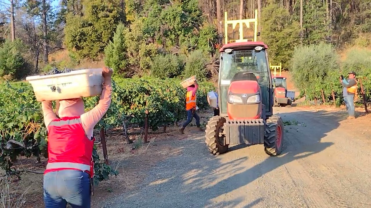 🍇🍷🙏🤝cosecha de uva por bandejas , trabajando en California 🇺🇲🇲🇽💯