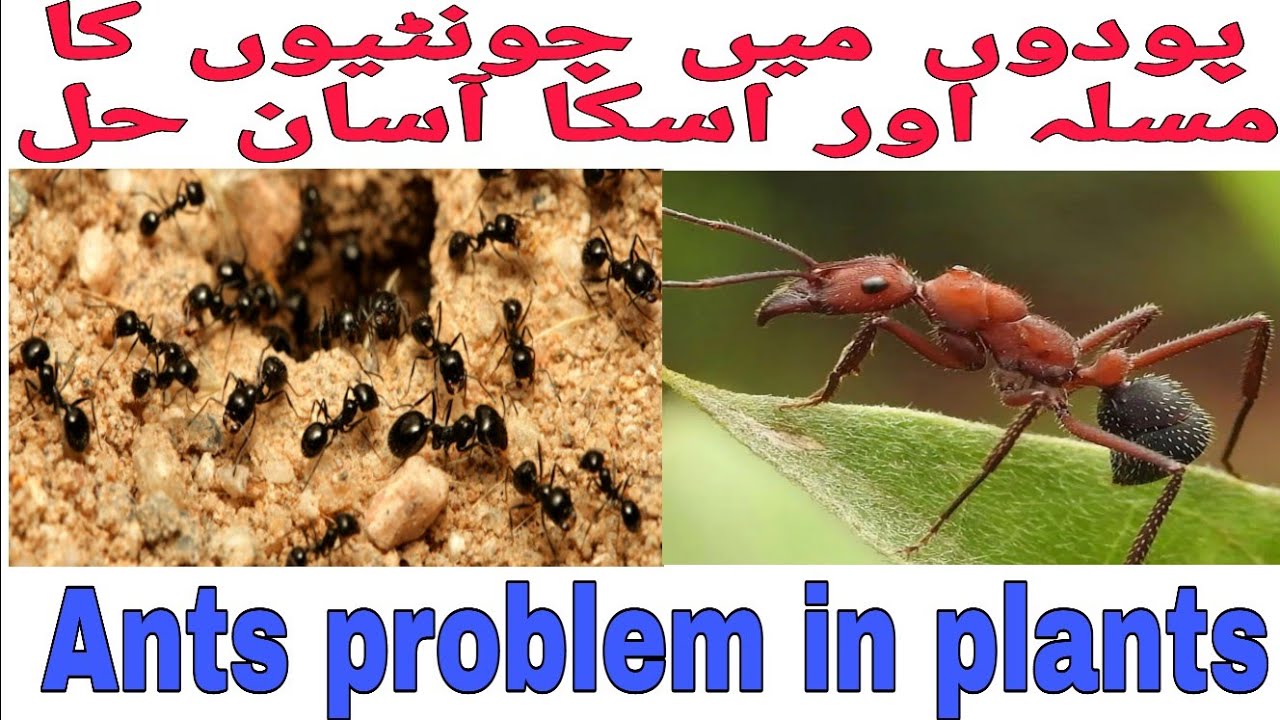 ants problem in plants and pots and it's solution چونٹیوں کا مسلہ اور اس کاآسان حل