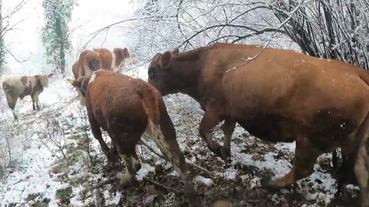 İNEKLER ÜŞÜRMÜ ???
