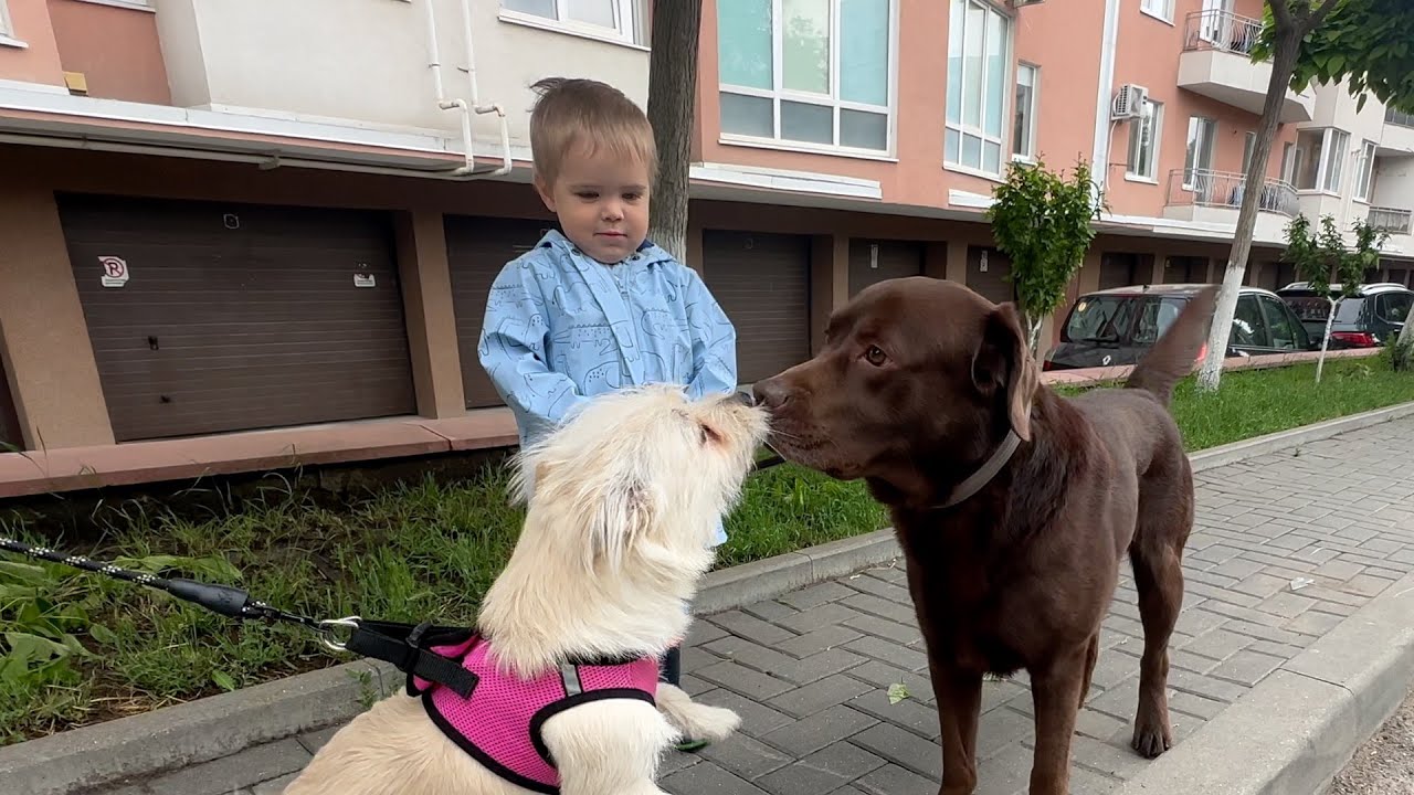 Toddler Reacts to Dogs Kisses