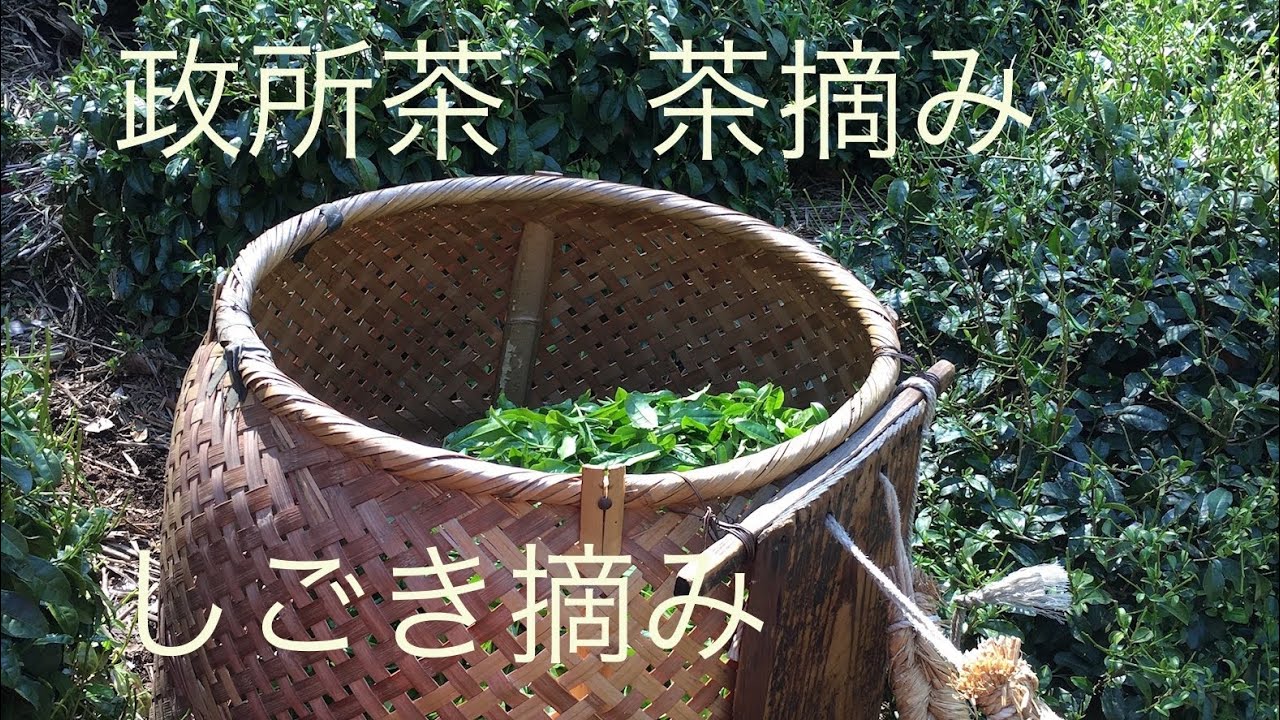 【茶摘み】政所茶「しごき摘み」のやり方解説（政所茶縁の会）
