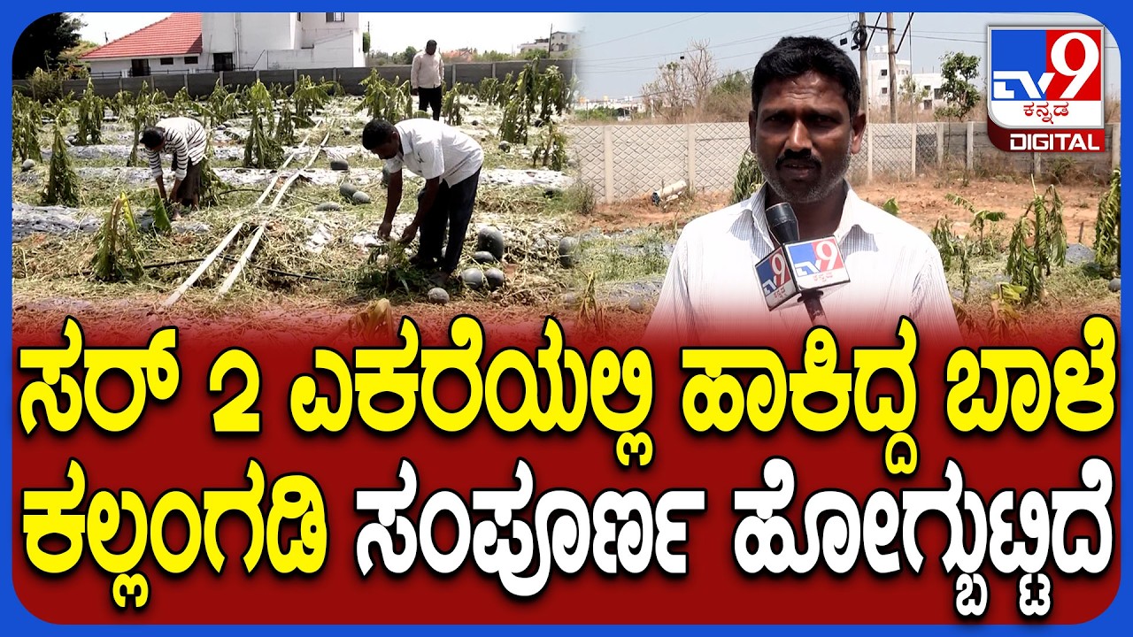 Watermelon crop loss: ಶಿವಮೊಗ್ಗ ಹೊರವಲಯದಲ್ಲಿ ಆಲಿಕಲ್ಲು ಮಳೆಗೆ ಕಲ್ಲಂಗಡಿ, ಬಾಳೆ ಬೆಳೆ ನಾಶ | #TV9D