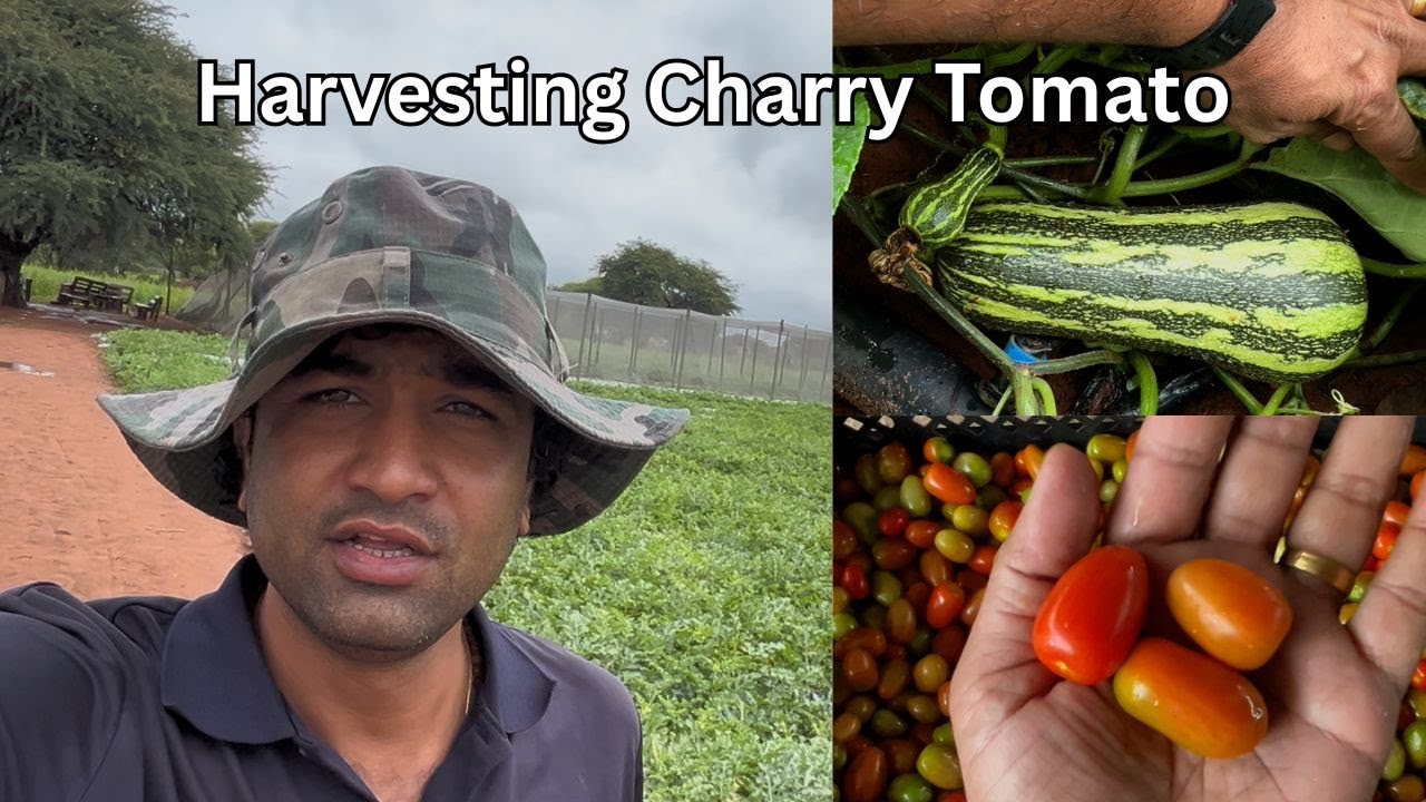Farm Se 2025 Ka last Vlog | Harvesting Charry Tomato | Africa 🌱