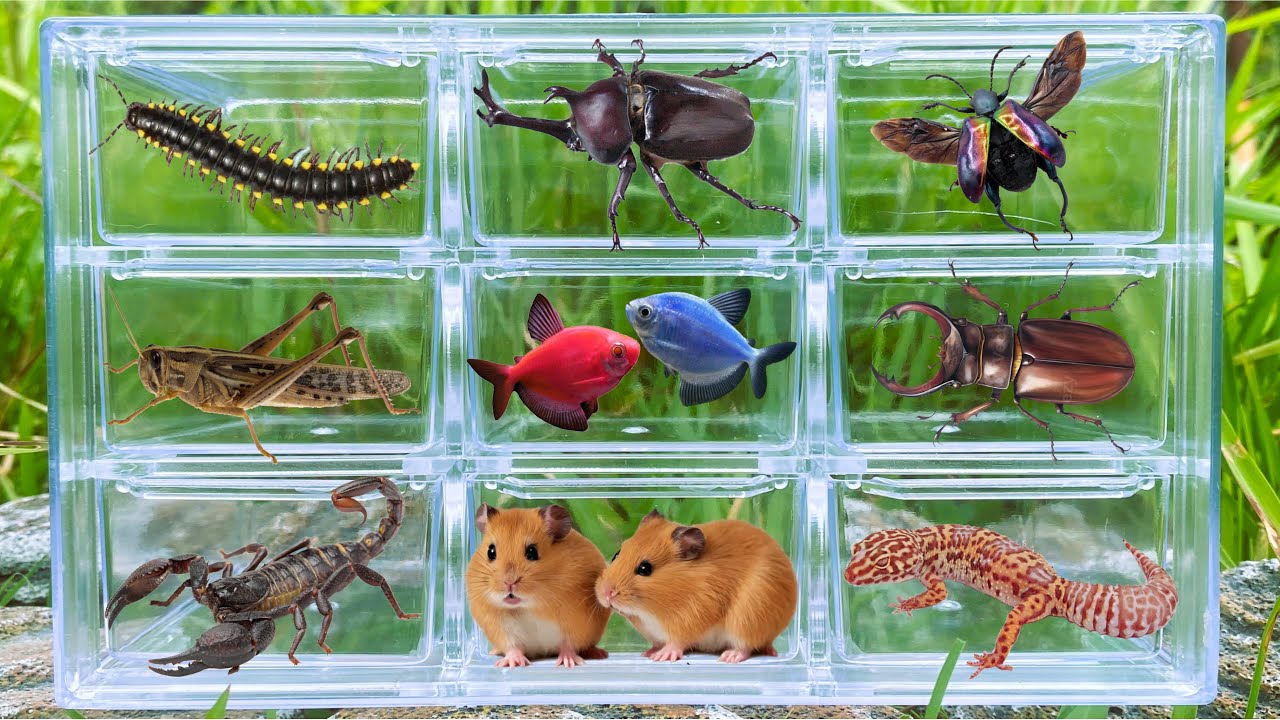 I searched for insects in the garden I got Grasshopper, Beetle, Millipede, Scorpion, Hamster, Gecko
