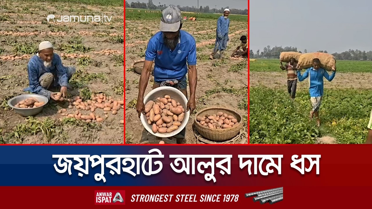 আলুর বাম্পার ফলনেও নেই হাসি: খরচ তুলতেই হিমশিম খাচ্ছেন জয়পুরহাটের চাষিরা | Joypurhat Potato|JamunaTV