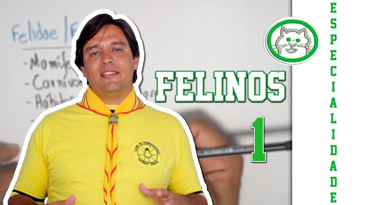 Especialidade de Felinos | Parte 1/2 |
