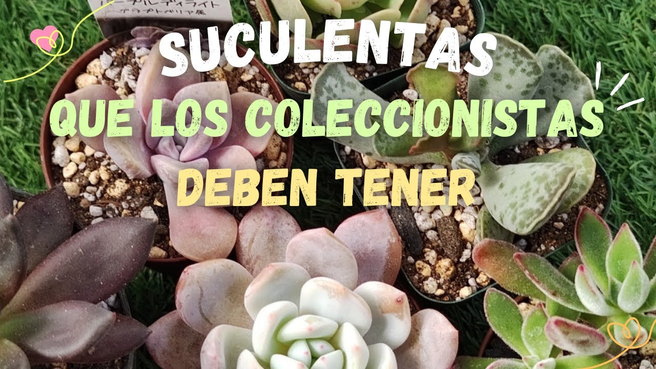 🤩5 SUCULENTAS Y SUS CUIDADOS┃ACOMPAÑAME A TRASPLANTAR