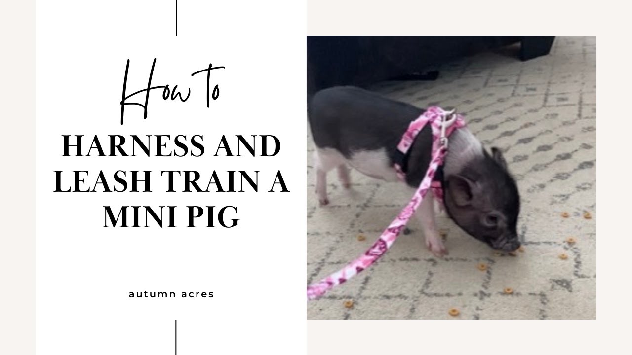 Harness Training a Mini Pig - Learn my Secrets!