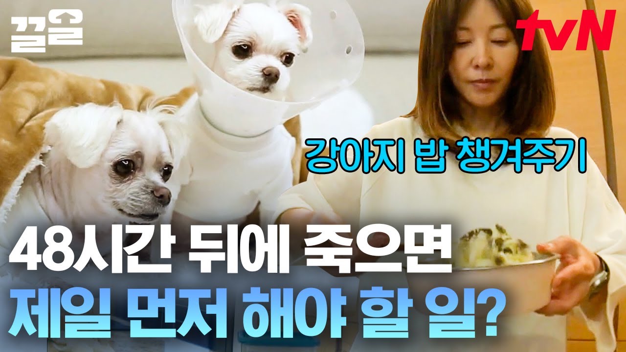 이미숙에게 남은 시간 단 48시간,,, 가장 먼저 한 일이 반려견 밥 주기?!!😮 소중한 보물 1호 멍뭉이들과 시작하는 남은 2일 | 내게남은48시간