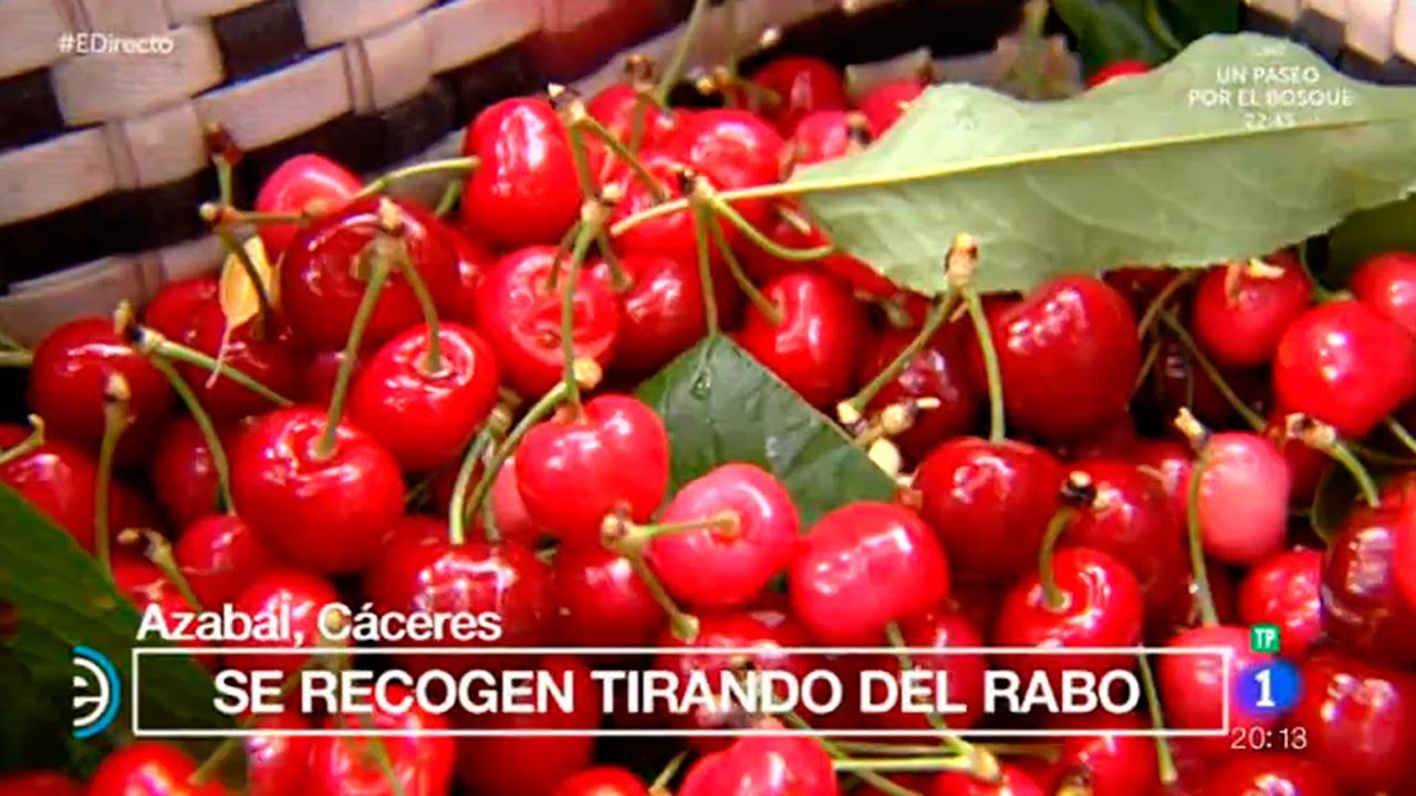 Llega la recogida de las cerezas en Azabal | Rincones de España | España Directo