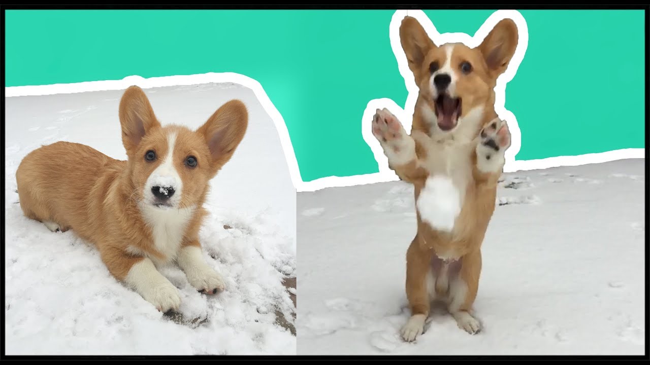 Corgi Puppy's First Snow Day! | Vlog