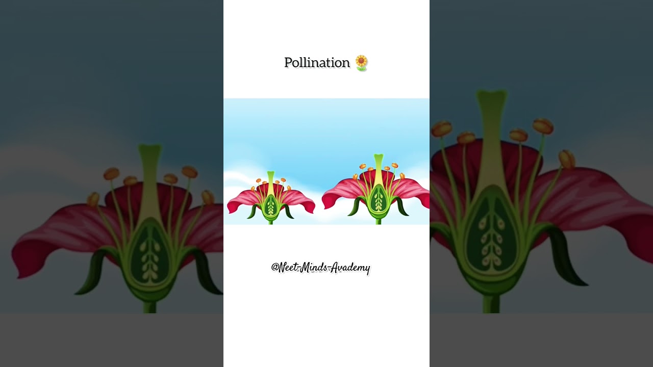 Pollination Process Explained in 3D Animation | Bees & Flowers | Science for Kids 🌸🐝🎥 | #shorts