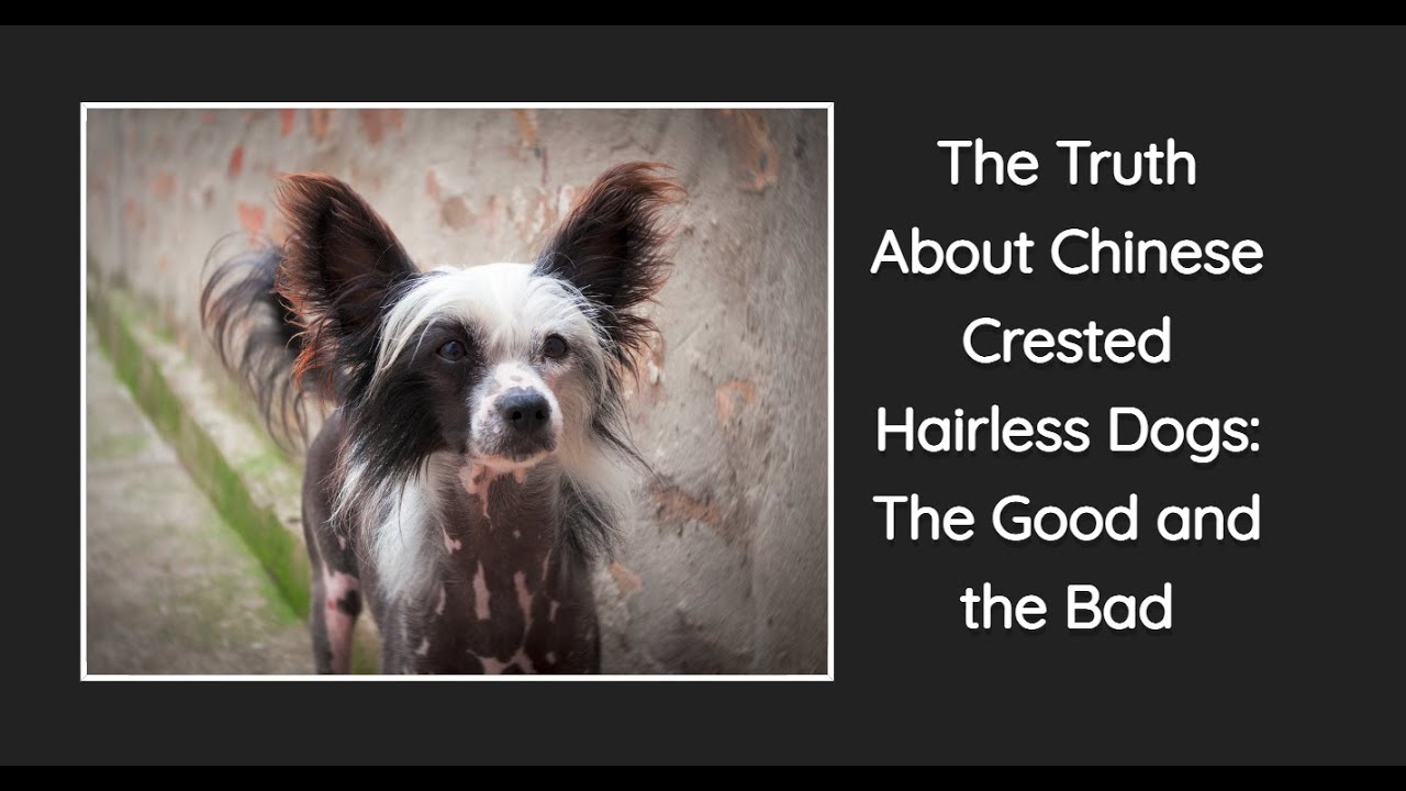 The Truth About Chinese Crested Hairless Dogs: The Good and the Bad