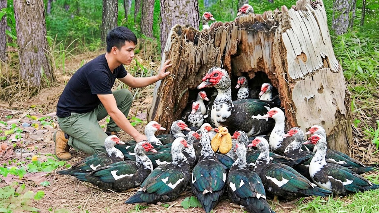 Catching Many Wild Muscovy Ducks In The Forest And Building A Farm — Survival Cooking In The Wild