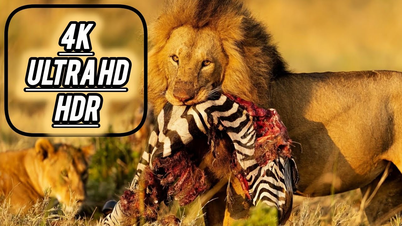 4K Ultra HD HDR , video the beautiful animals moment this video