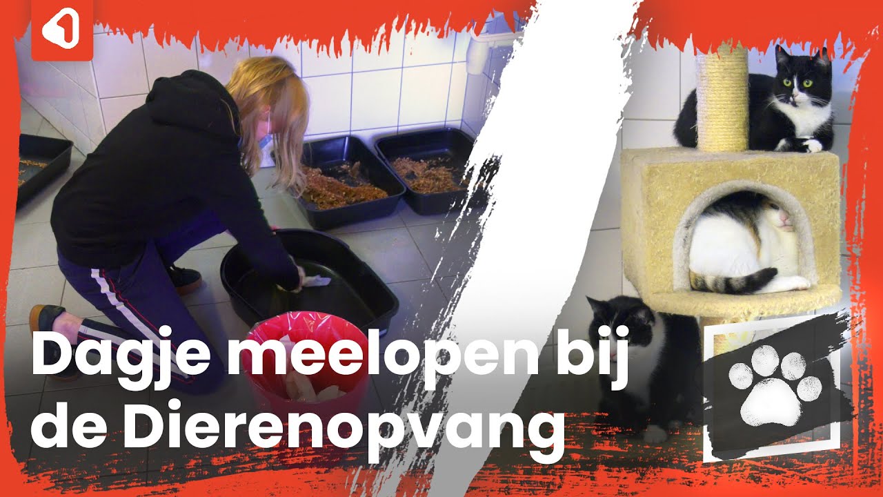 Hyke gaat aan de slag bij de Dierenopvang. Deel 2 in de serie MEELOPERS!