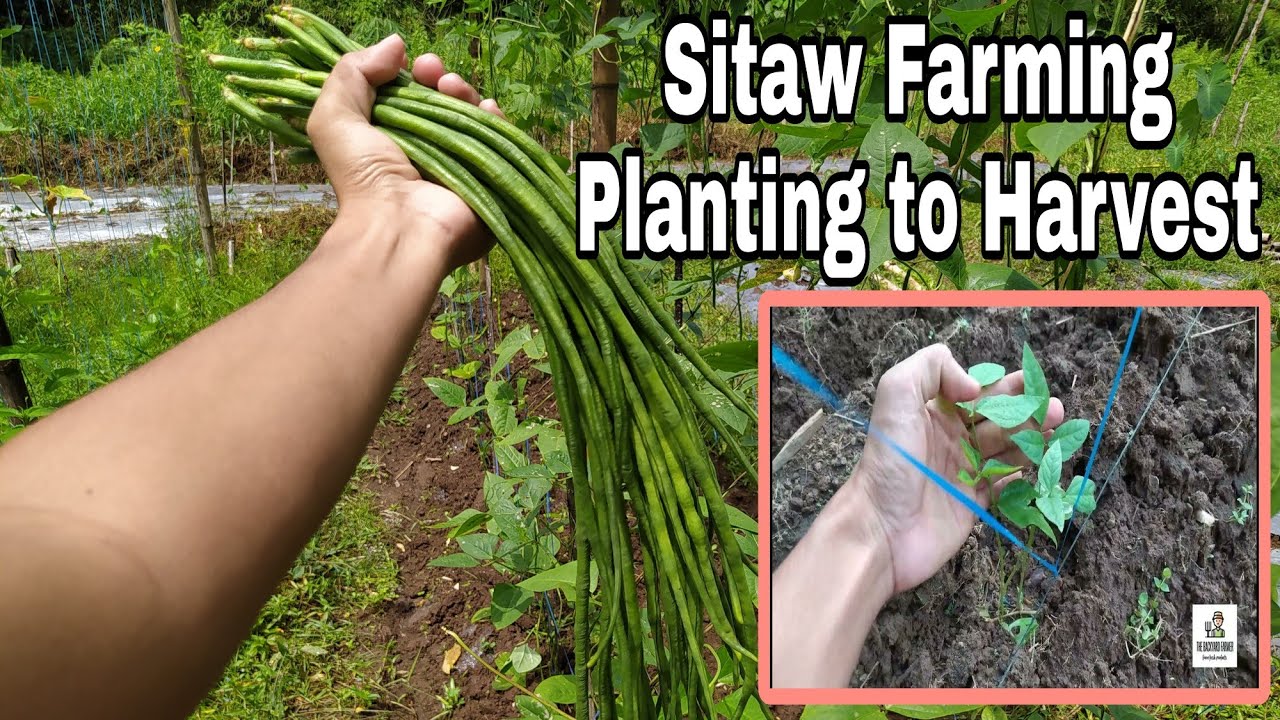 SITAW FARMING | FROM PLANTING TO HARVEST