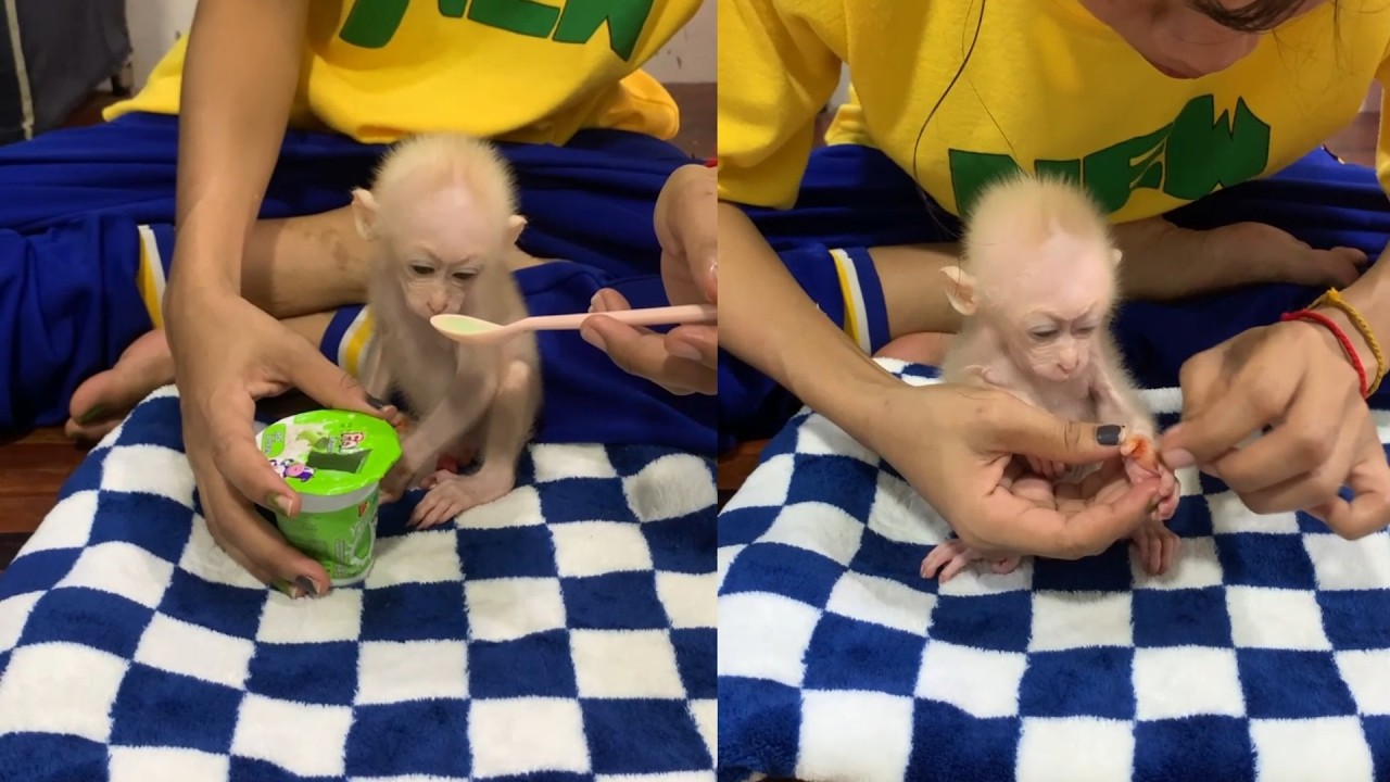 Caring for the Tiniest Baby Monkey | Feeding & Cleaning Routine