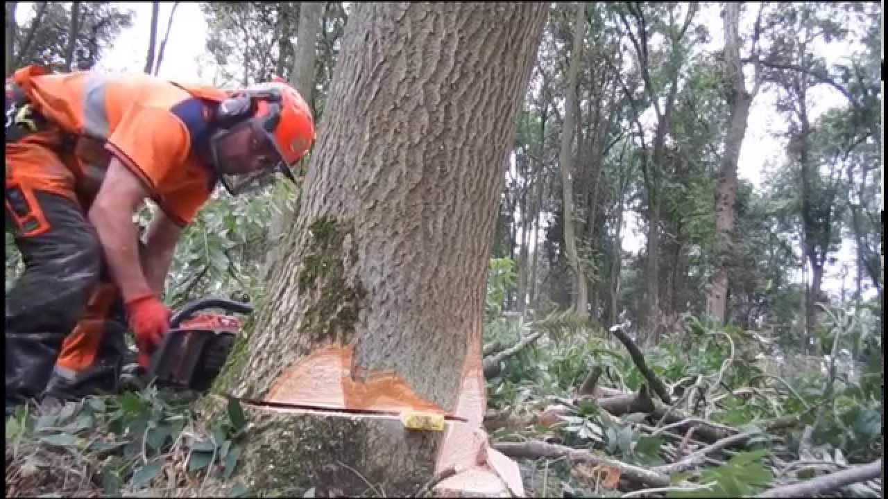 HUSQVARNA 576XP FELLING HARD WOODS...