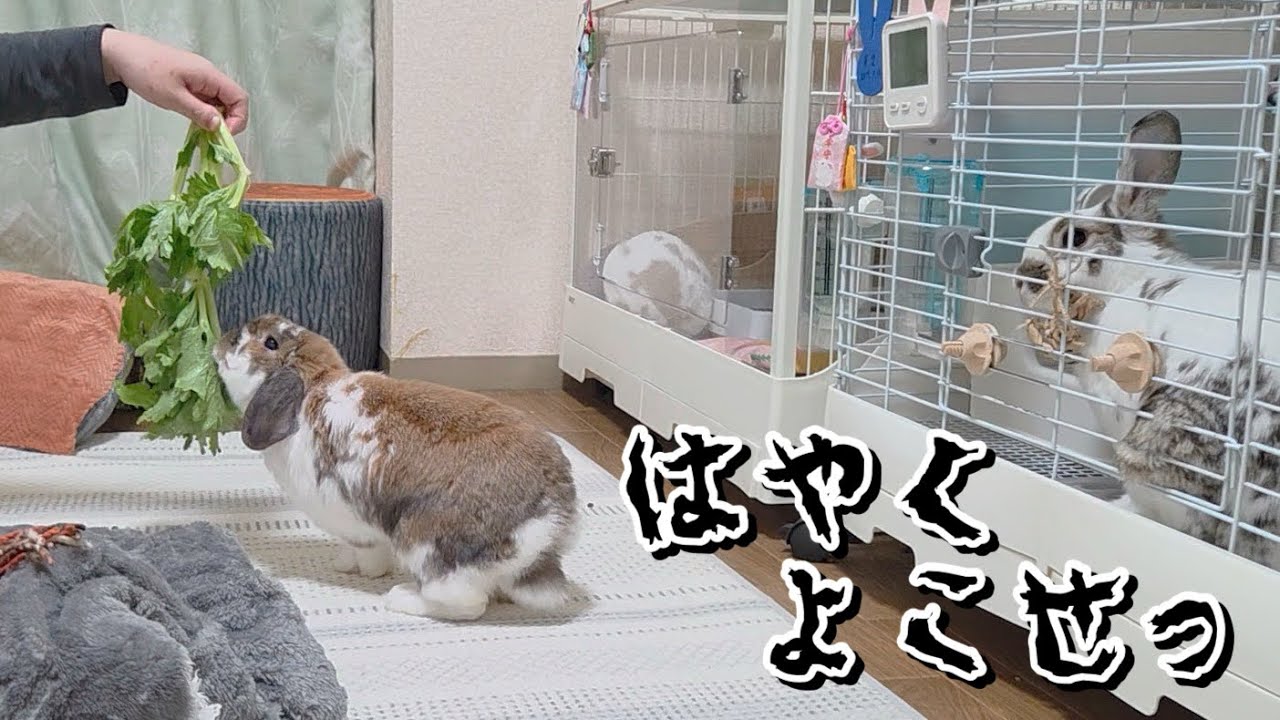 最後に手荒なことが… #1440