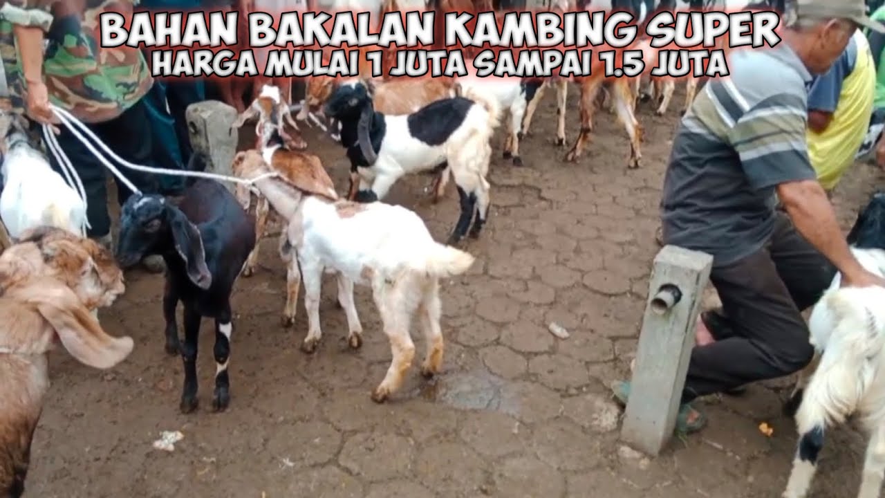 Harga kambing bakalan mulai dari 500 sampai 1.500 ada dipasar karangpucung