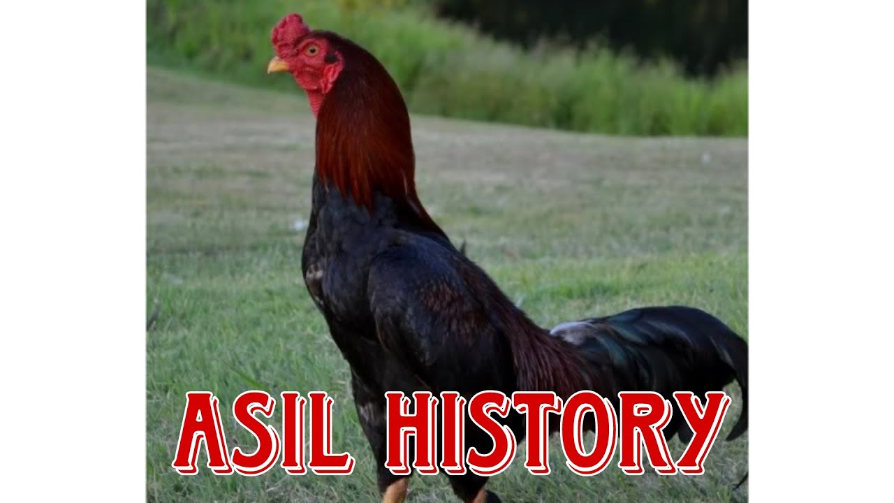 ASIL OR ASEEL GAMEFOWL HISTORY