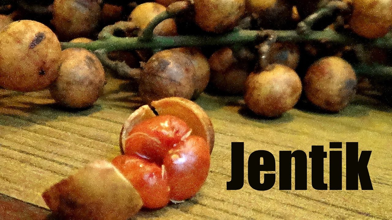 Jentik Review (Baccaurea polyneura)- Weird Fruit Explorer Ep. 143