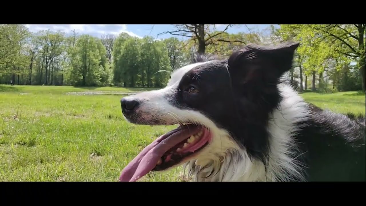 Dog Comets Star Chaser Jagdspielzeug für Hunde