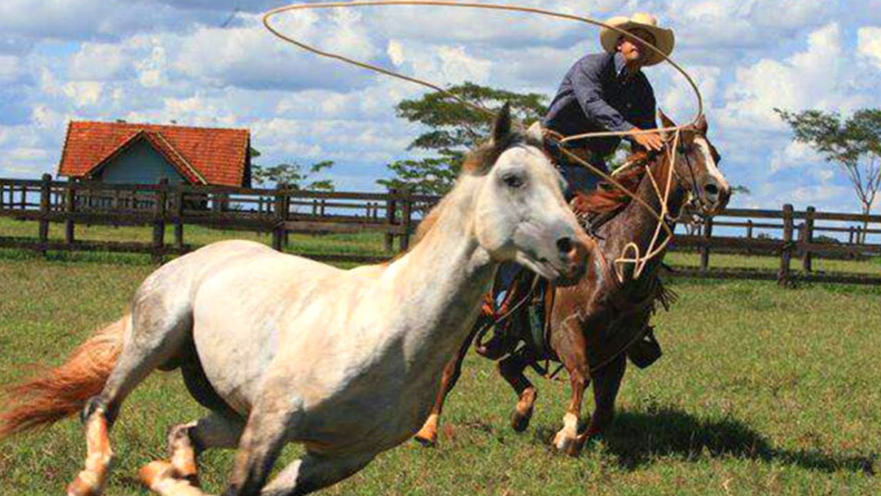 Habilidade no LAÇO 🐴 Os Melhores LAÇADORES do Mundo 🌎