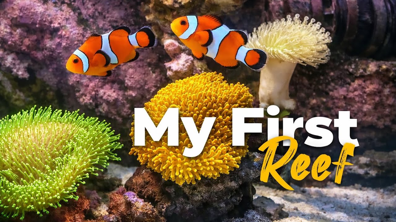 Saltwater Reef Tank 