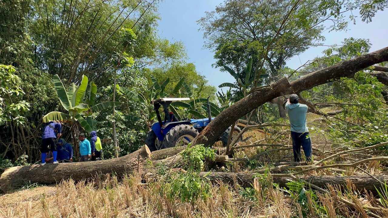 We give up!! We couldn't finish these 3 trees without help !!
