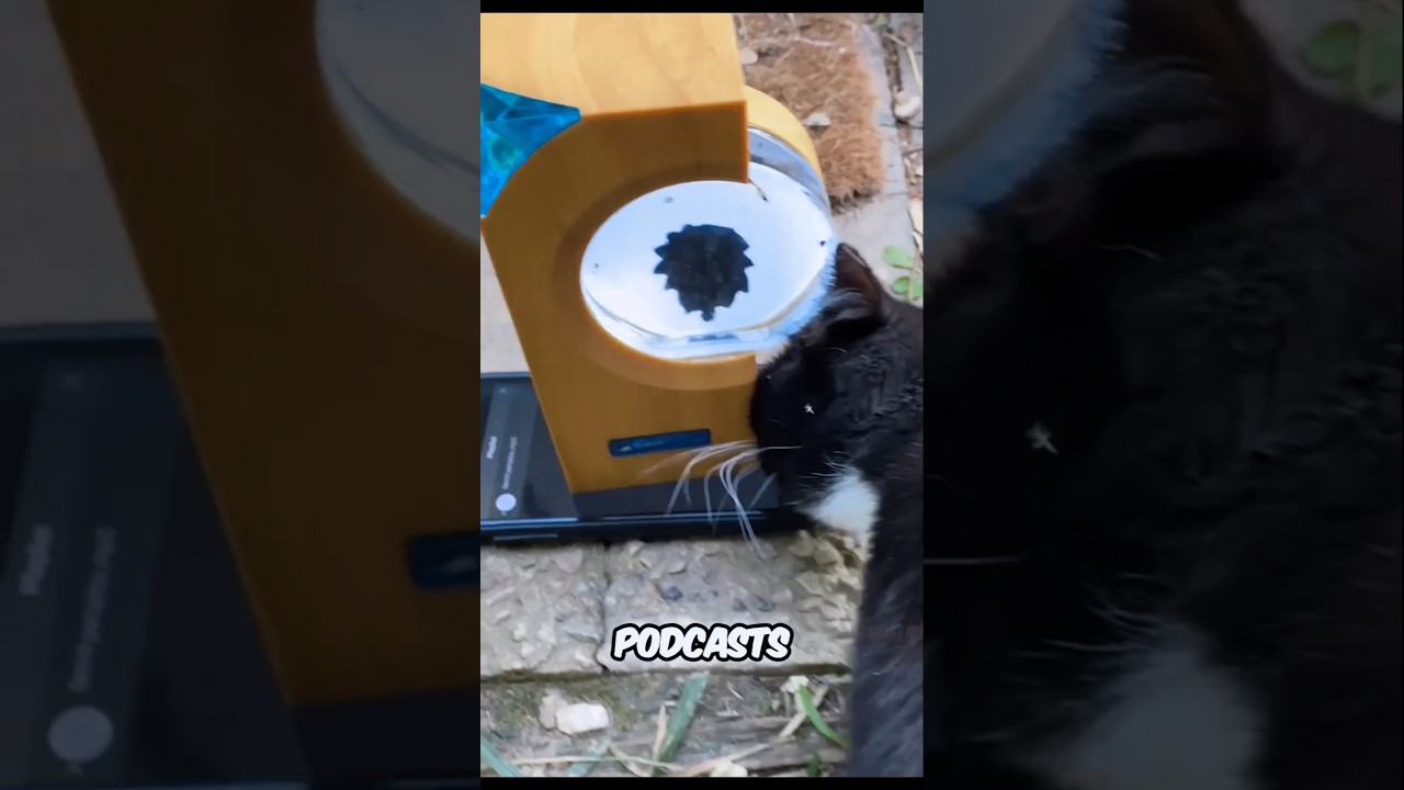 мои коты против крутых ферромагнитных магнитных гаджетов 😎 